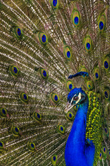 Obraz premium peacock with feathers out
