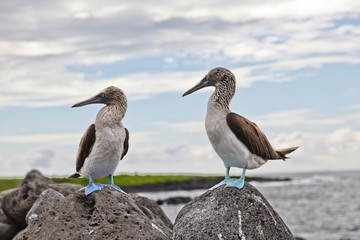 Blue-footed booby