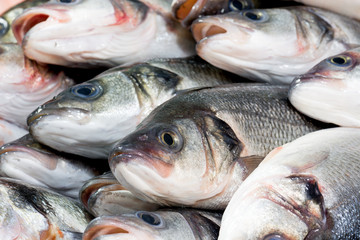 Fresh fish at a fish shop
