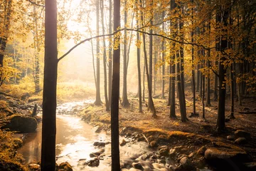 Printed roller blinds Best sellers Landscapes Wenn das Licht im Walde scheint