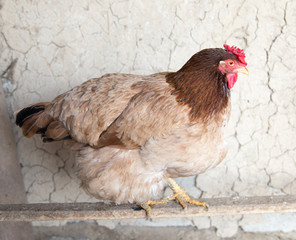 portrait of a chicken farm