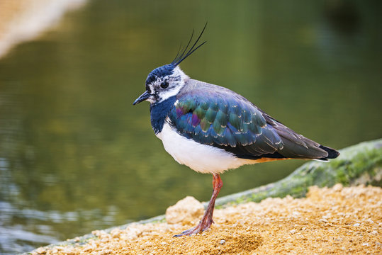 Vanellus vanellus - lapwing