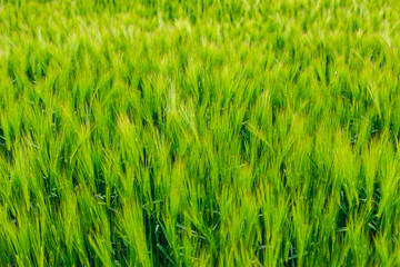 Wheat field