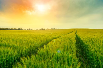 Fotobehang Green fields of wheat © Kavita
