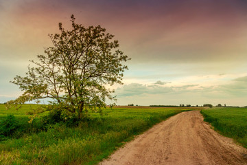 Summer in meadow