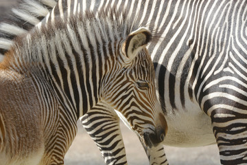 Fototapeta na wymiar Zebra Jungtier