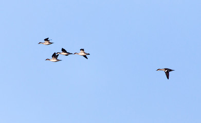 flock of birds in the sky