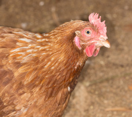 Red Chicken Head Close-Up