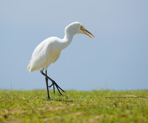 White Heron
