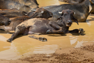 Fototapeta premium Sri Lanka