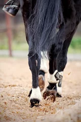 Fotobehang Hind legs of a black horse. © Azaliya (Elya Vatel)