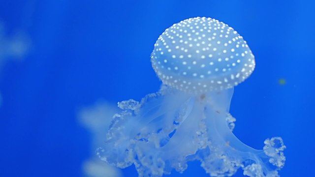 aquarium of genoa,  jellyfishes