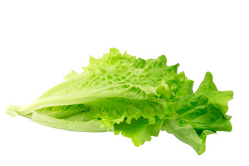 lettuce isolated on white background eco healthy lifestyle