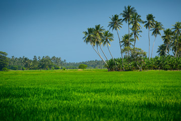 Fototapeta premium Sri Lanka