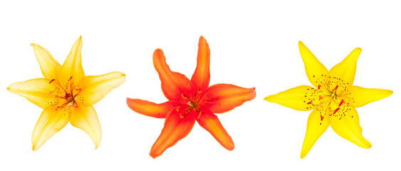 Obraz premium flowers
