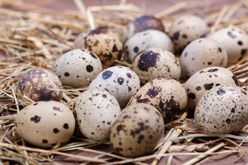 Fototapeta premium quail eggs