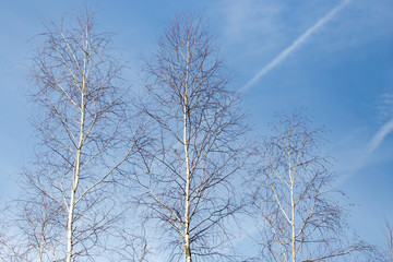 birch against the blue sky