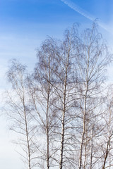 birch against the blue sky