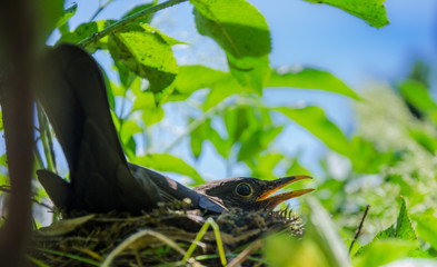 Amsel