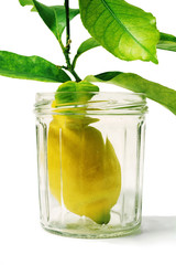 lemons with leaves