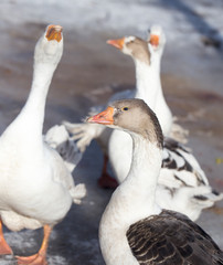 goose winter nature