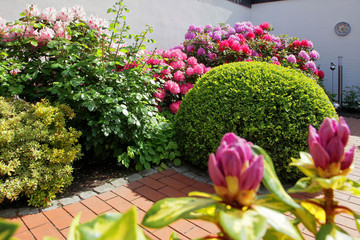 RhododendronBuchsbaum