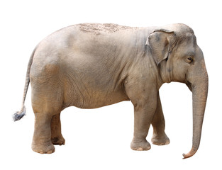 Fototapeta na wymiar Asian Elephant, isolated on white background