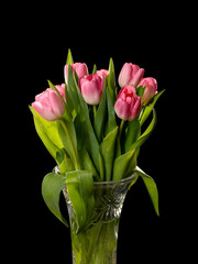 Red-white tulips on black background