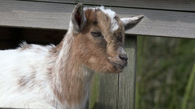 Ziege schaut und bl&ouml;kt