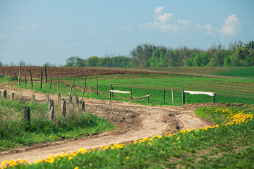 Beautiful morning green field with blue heaven