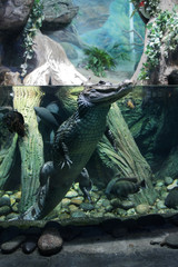 The crocodile in the water