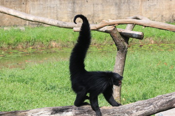 Guyane - Zoo - Août 2014