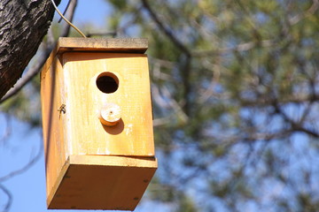 Casa del pájaro en el árbol