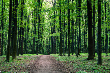 Fototapeta premium beautiful green forest