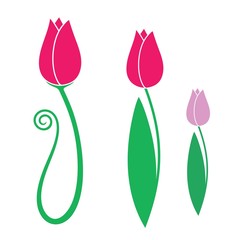 Tulip. Set