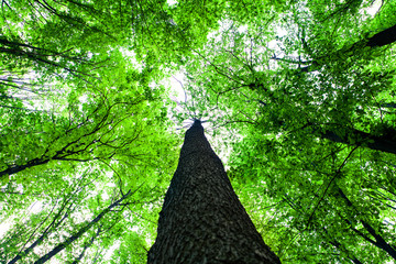 forest trees. nature green wood sunlight backgrounds.