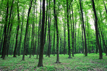 beautiful green forest
