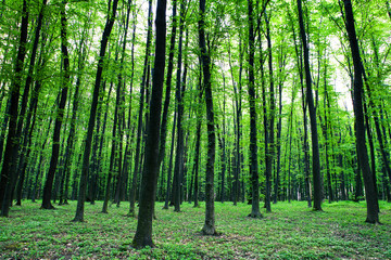 beautiful green forest