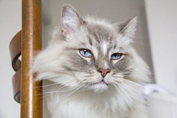 Ragdoll cat with blue eyes