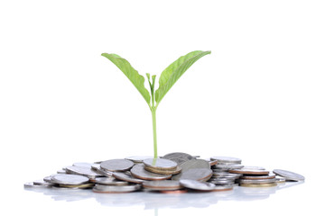 Plant growing out of coins , isolated on white background