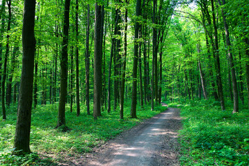 Fototapeta premium beautiful green forest