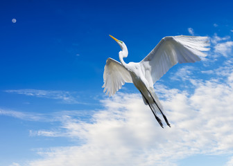 Giant Egret in Flight
