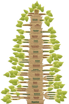 Human Evolution Tree Of Life Phylogenetic