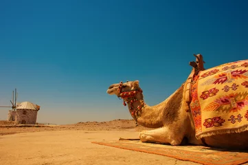 Papier Peint photo autocollant Chameau camel under the scorching sun