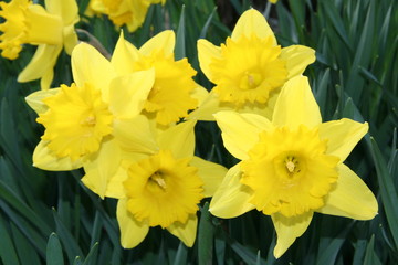 Daffodils