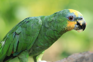 Guyane - Zoo - Aout 2014