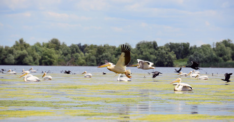 pelicans and cormorans taking off in the Danube Delta, Romania
