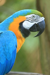 Guyane - Zoo - Août 2014