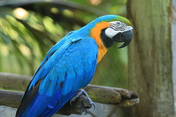 Guyane - Zoo - Août 2014 © JM-Guyon