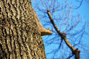 Obraz premium Squirrel